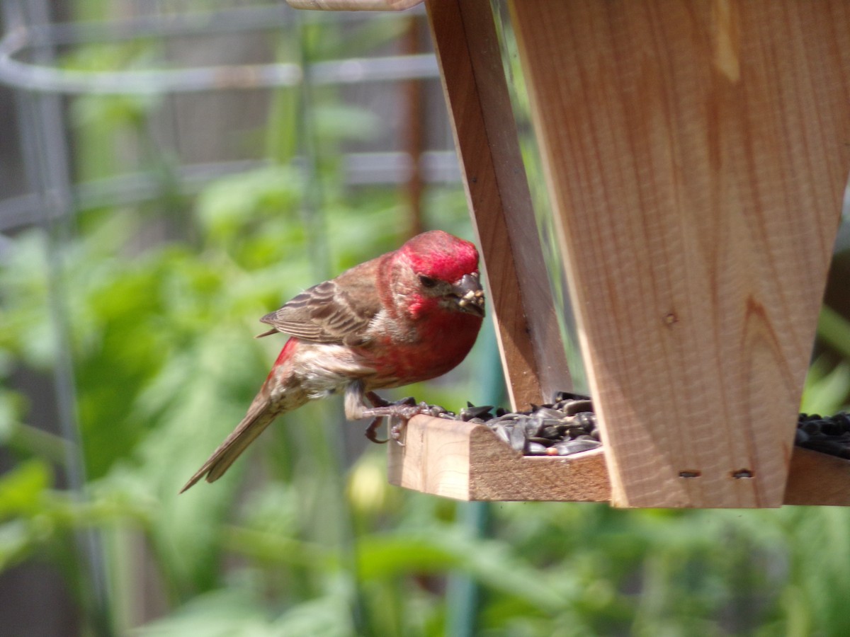 House Finch - Texas Bird Family