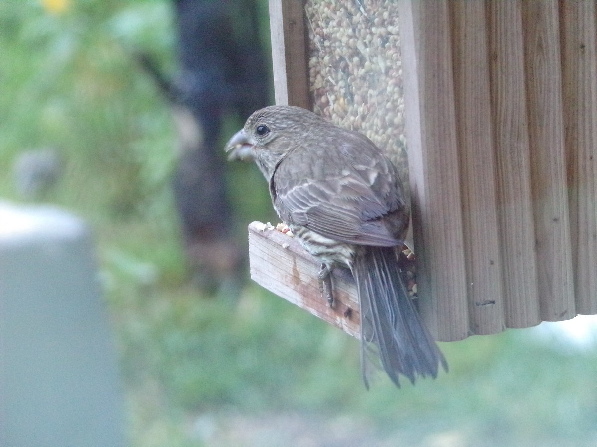 House Finch - Texas Bird Family