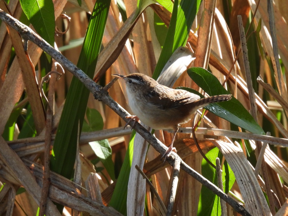 Marsh Wren - ML618167849