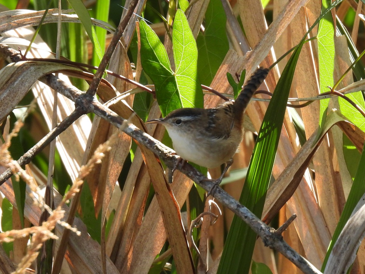 Marsh Wren - ML618167850