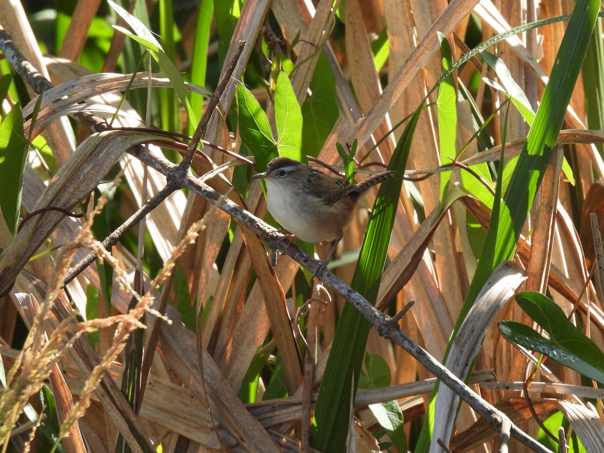 Marsh Wren - ML618167851