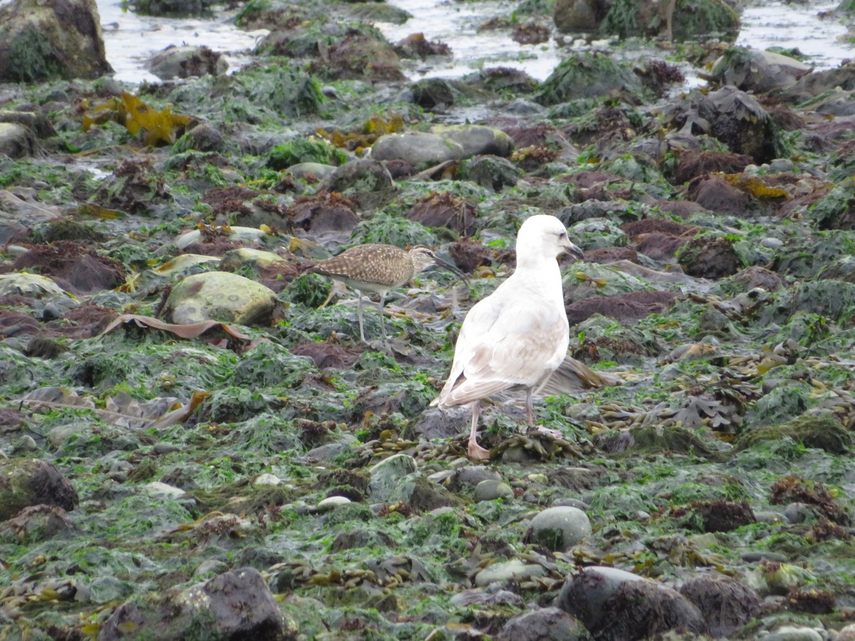 Whimbrel - morna tudor