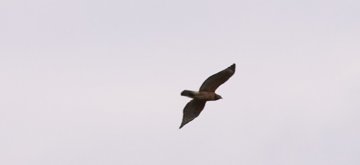 Red-shouldered Hawk - Marie Provost