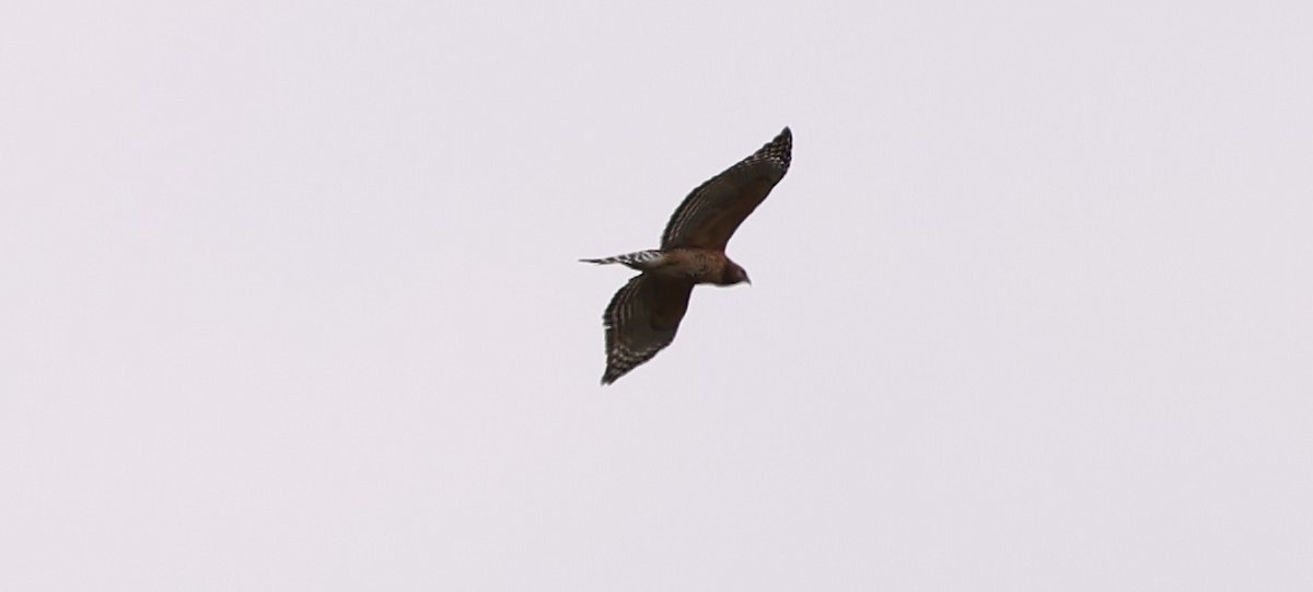 Red-shouldered Hawk - Marie Provost