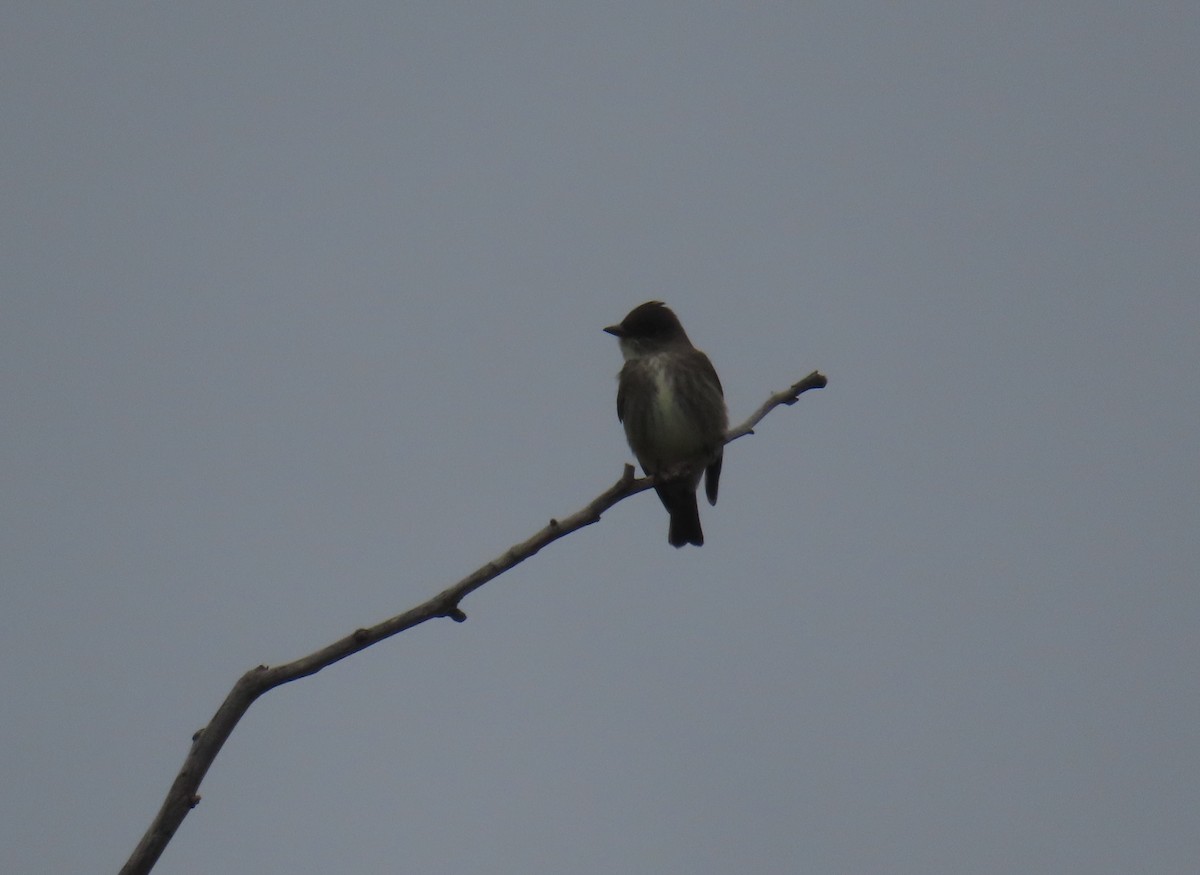 Olive-sided Flycatcher - Kevin Burns