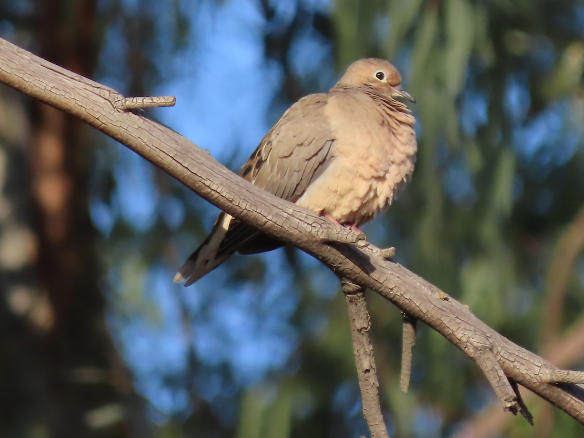 Mourning Dove - Rick Saxton