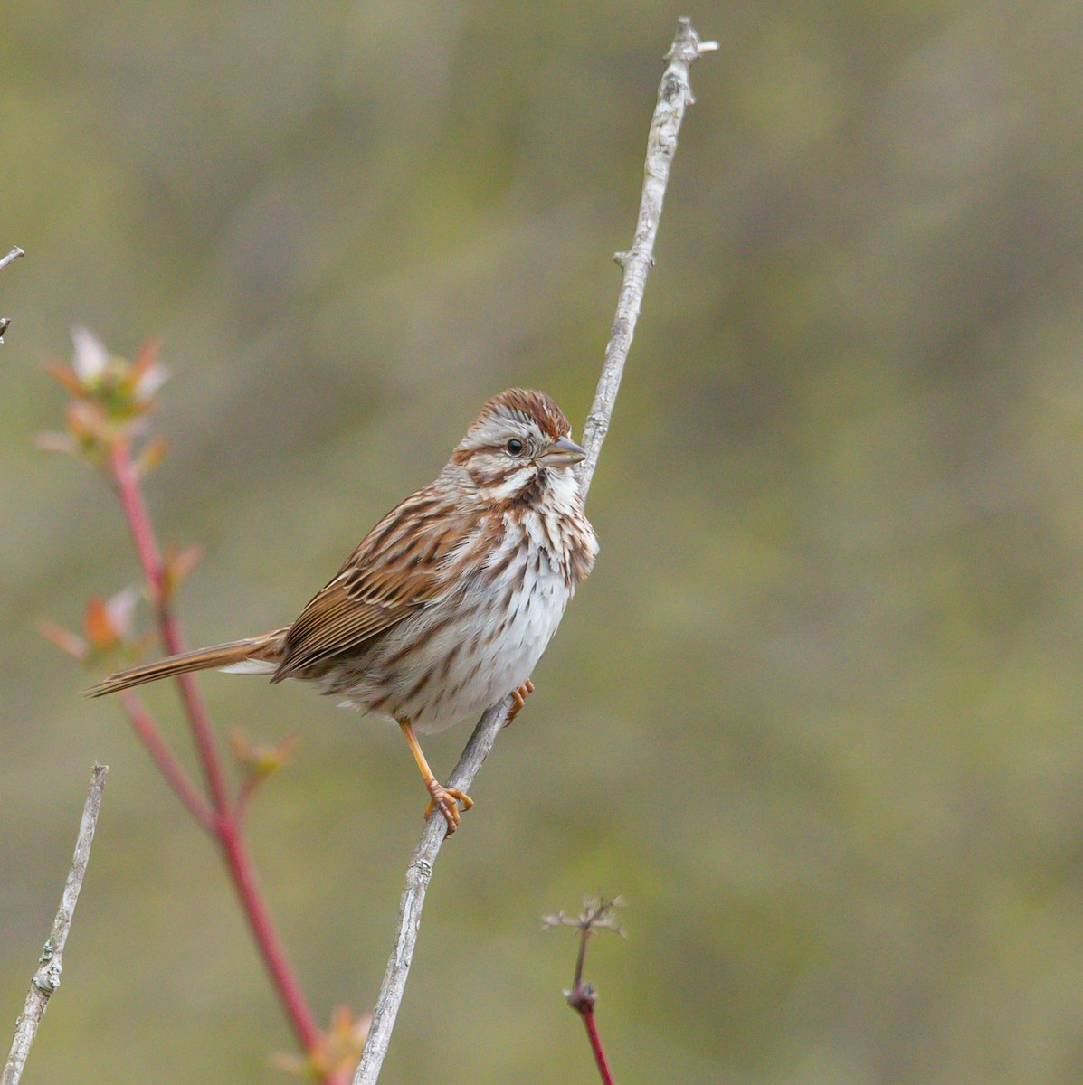 Song Sparrow - Hin Ki  & Queenie  Pong