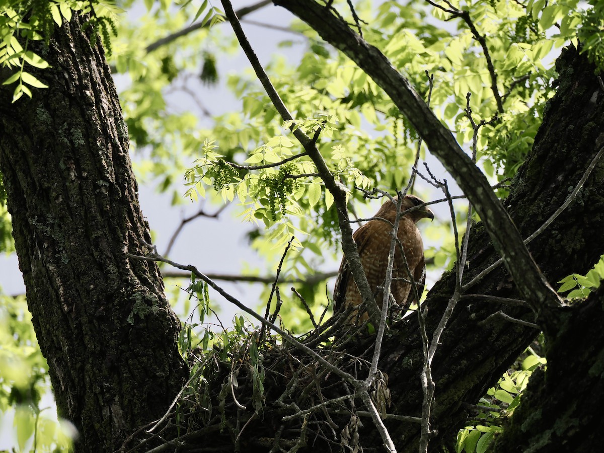 Red-shouldered Hawk - Angie Nichols