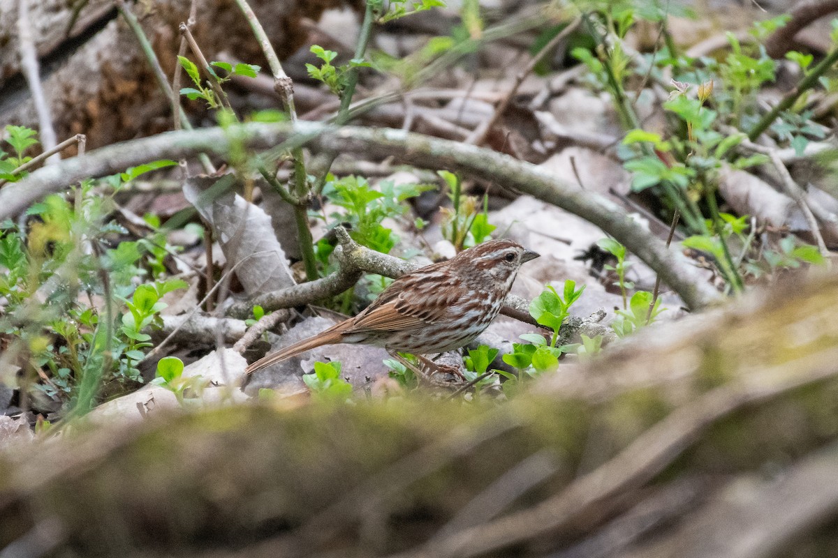 Song Sparrow - Isaac Boardman