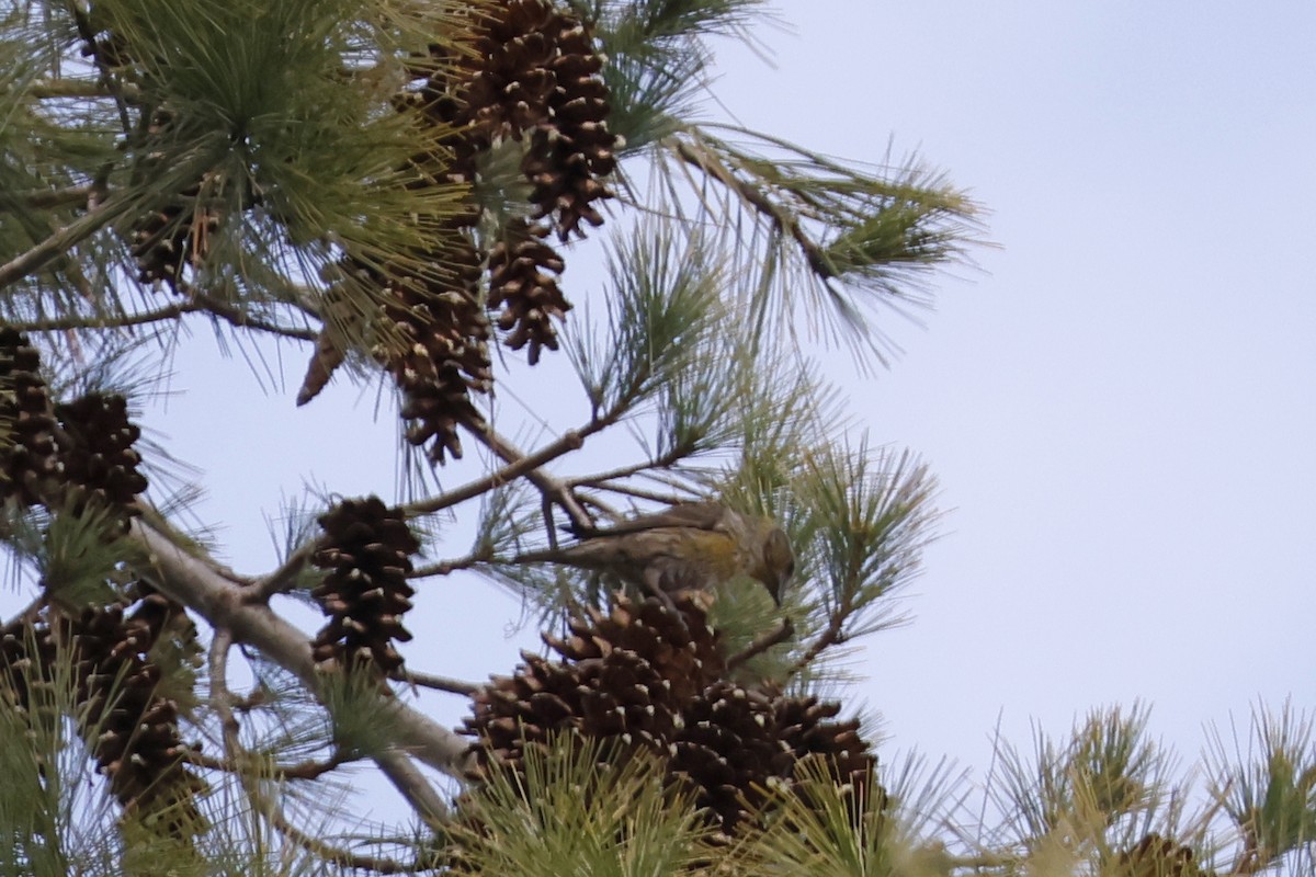 Red Crossbill - Larry Therrien