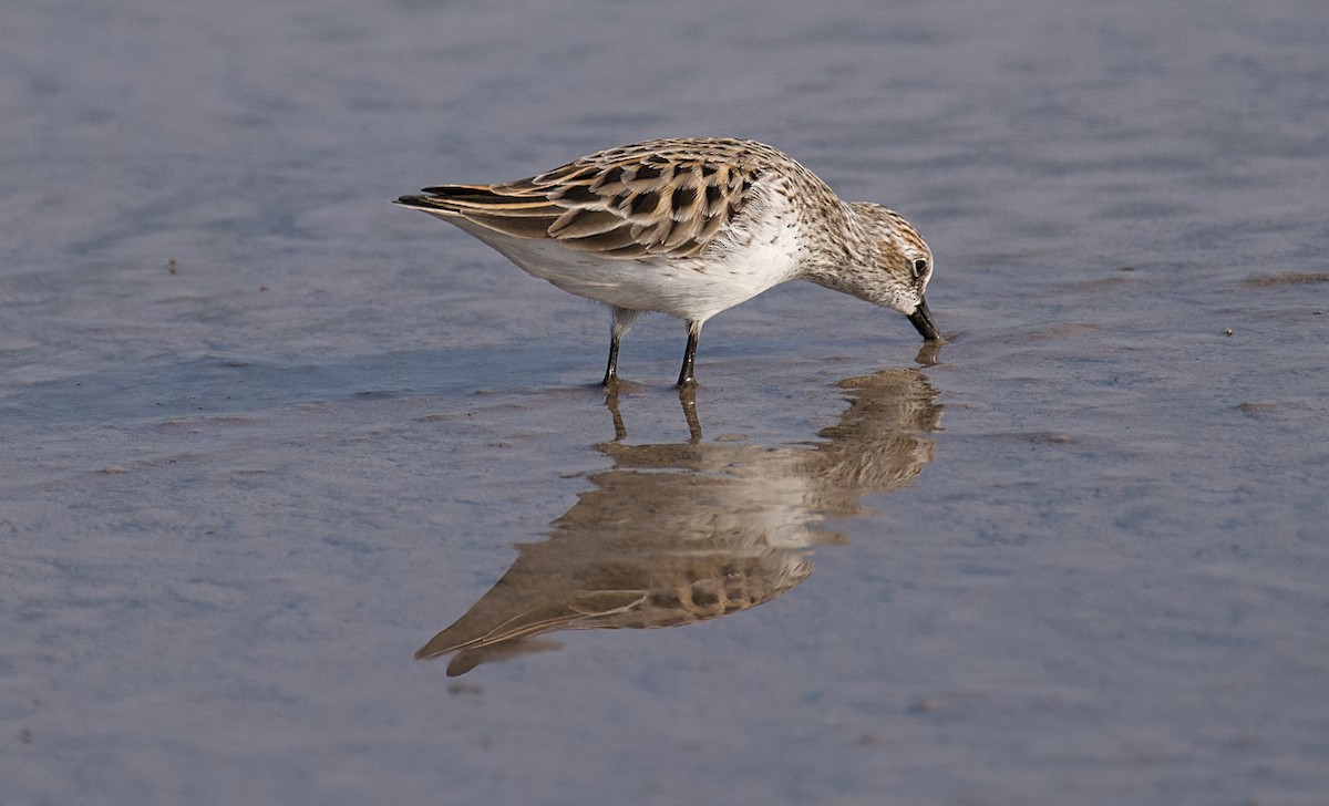 Semipalmated Sandpiper - Larry Wielgot