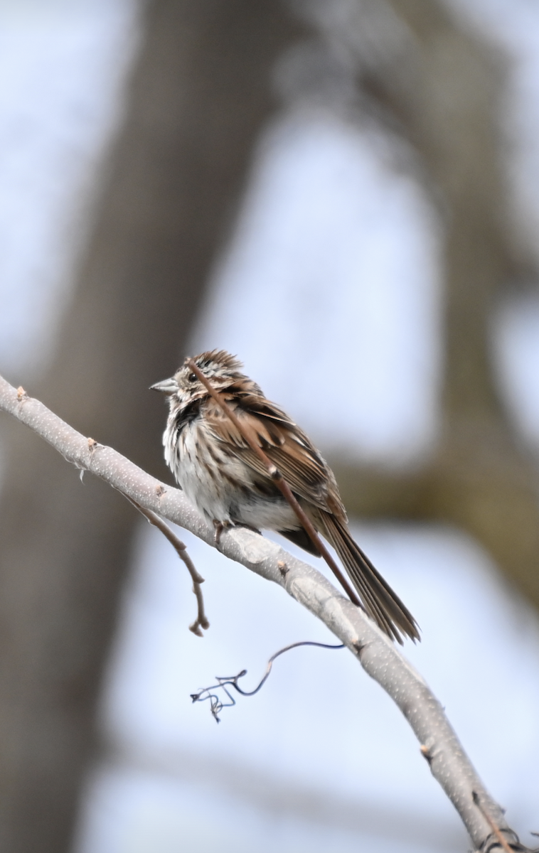 Song Sparrow - Sylvie Rioux