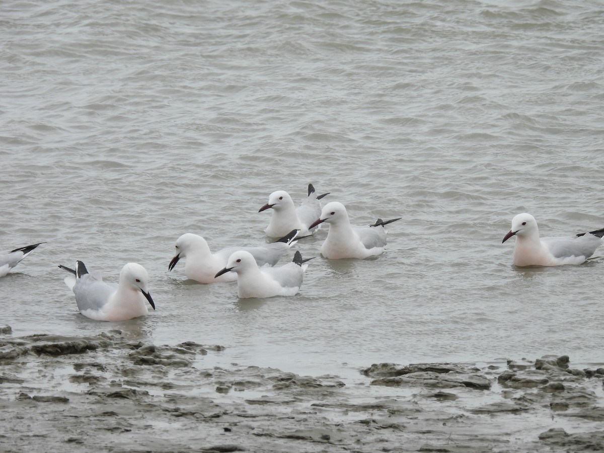 Slender-billed Gull - Stefano Boccardi