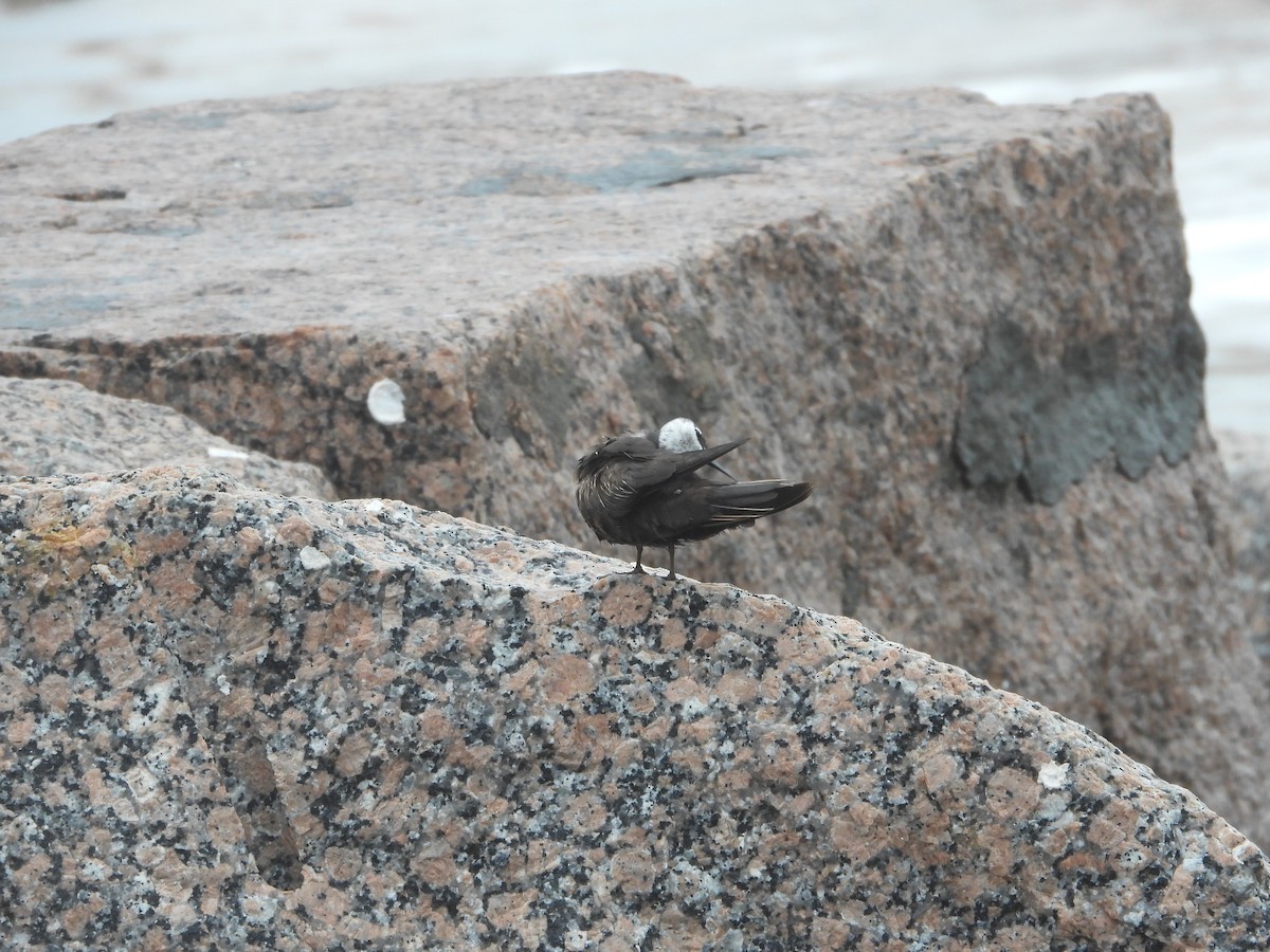 Black Noddy - Fred Collins