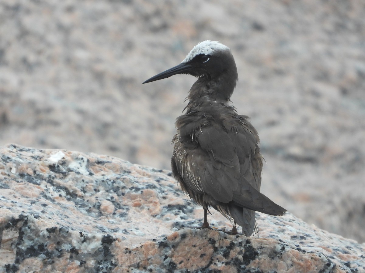 Black Noddy - Fred Collins