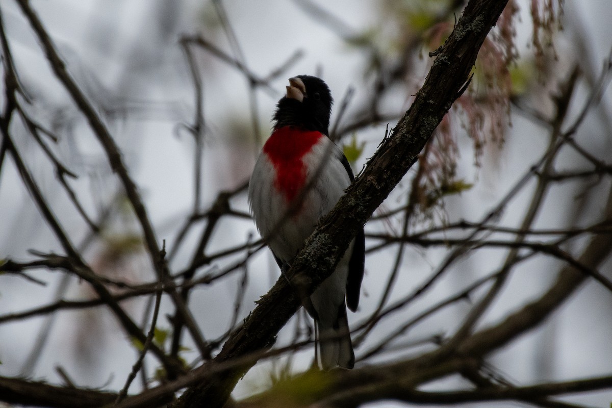 Rose-breasted Grosbeak - Isaac Boardman