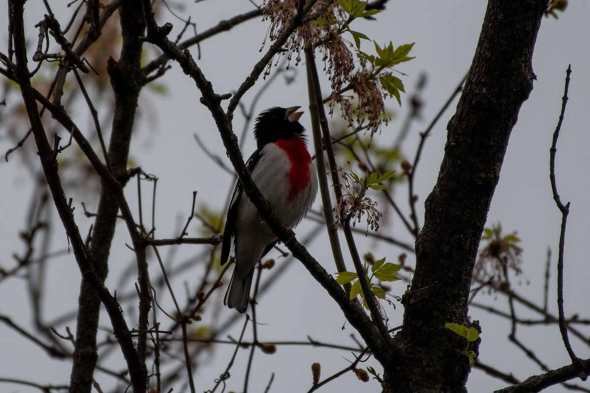 Rose-breasted Grosbeak - Isaac Boardman