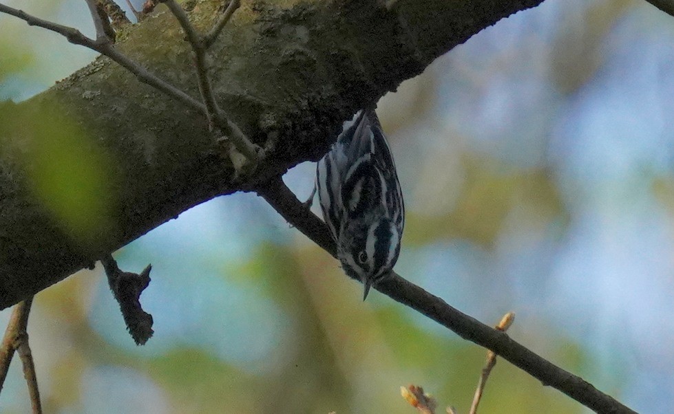 Black-and-white Warbler - Dennis Mersky