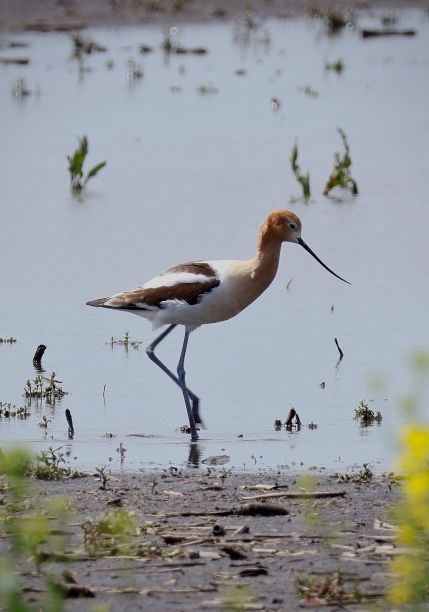 American Avocet - Robert Linfield