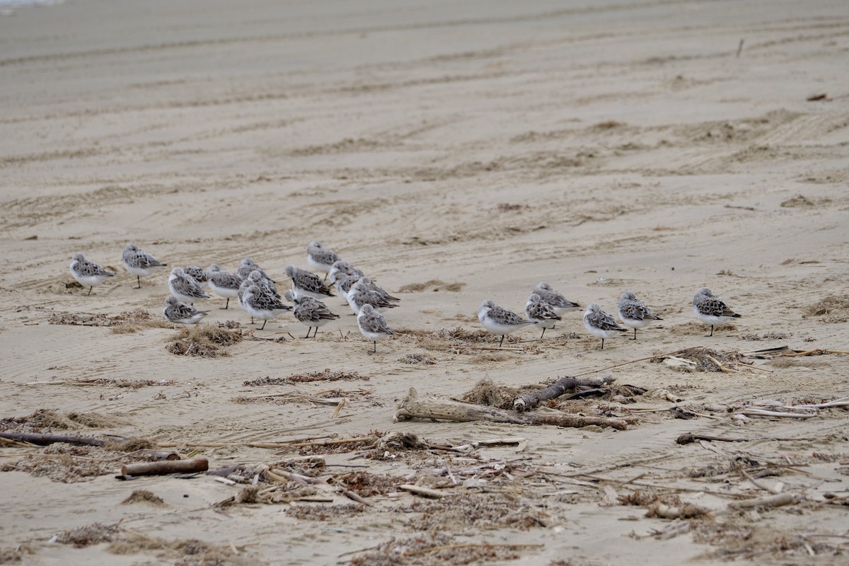 Sanderling - Bruce & Lori Whitehouse