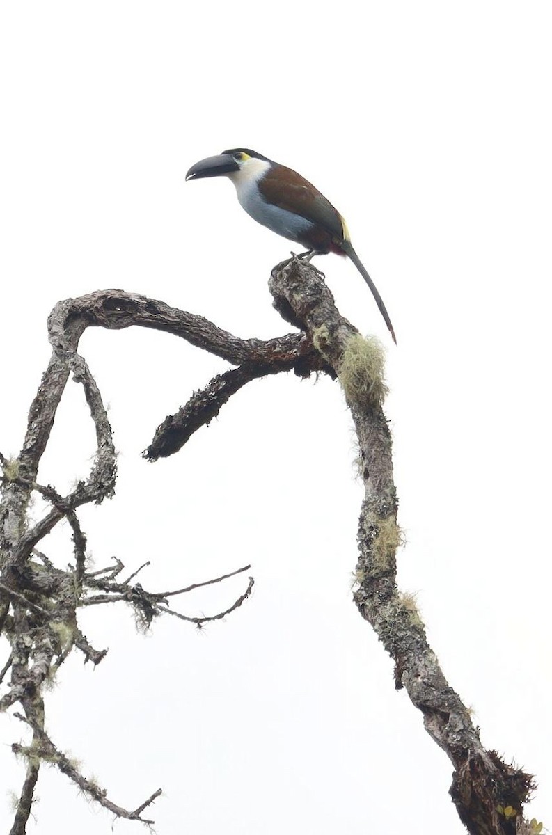 Black-billed Mountain-Toucan - Pete Shen