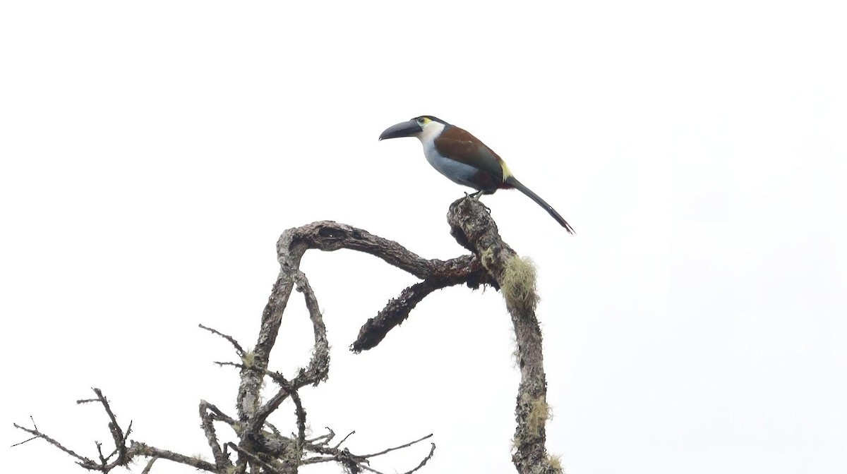 Black-billed Mountain-Toucan - Pete Shen