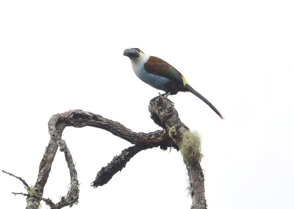 Black-billed Mountain-Toucan - Pete Shen