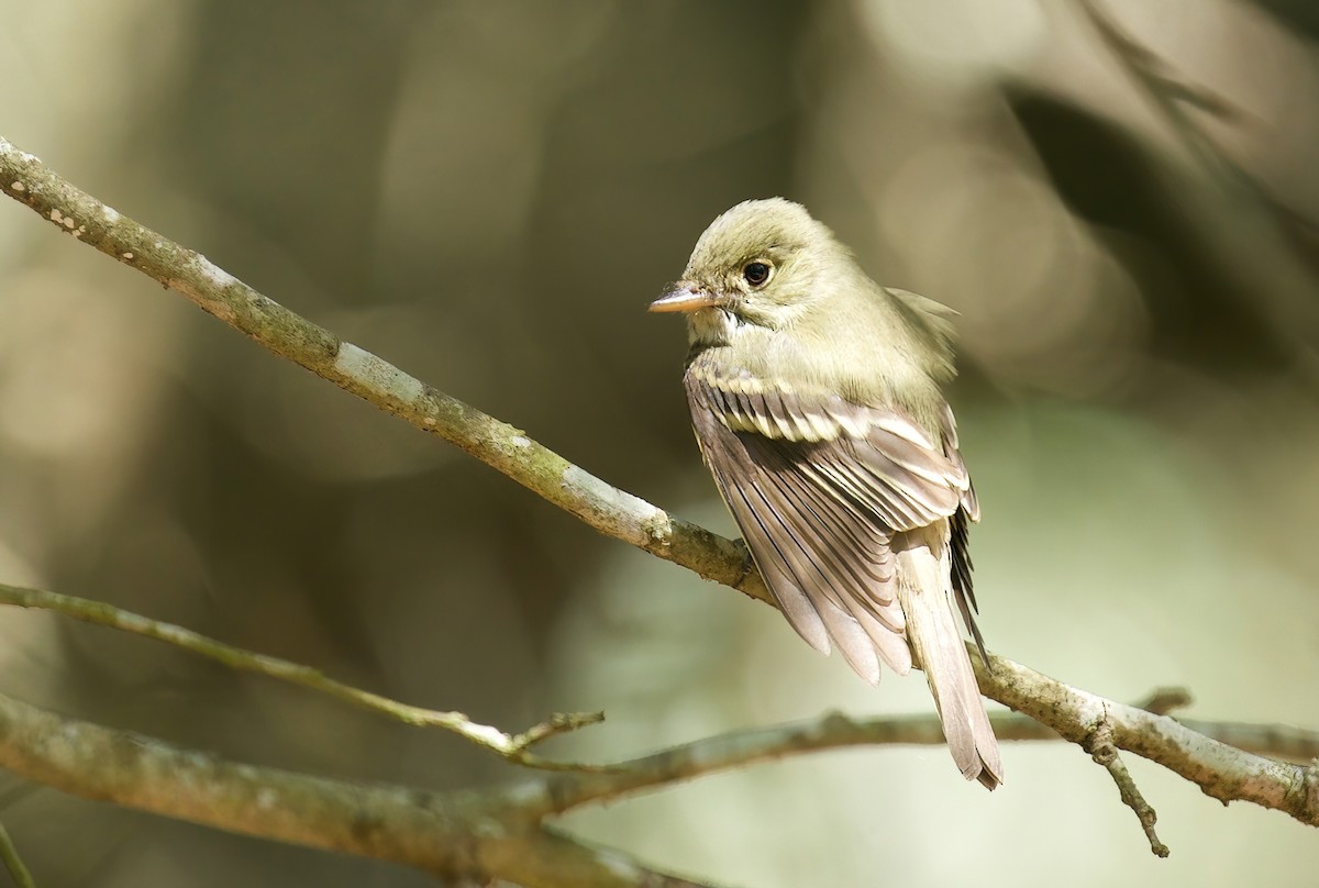 Acadian Flycatcher - Jane Mygatt