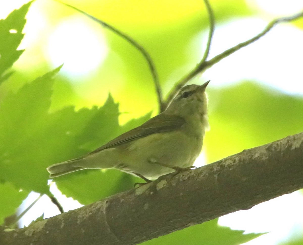 Tennessee Warbler - Samuel Payne