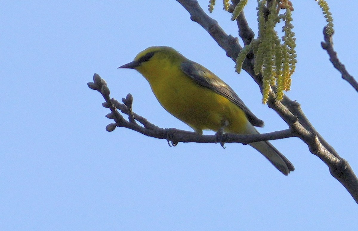 Blue-winged Warbler - Dennis Mersky