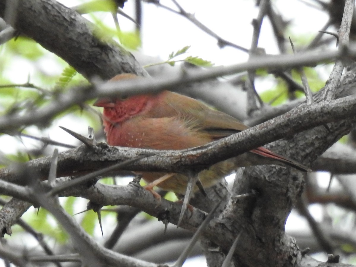 Red-billed Firefinch - Clare Mateke