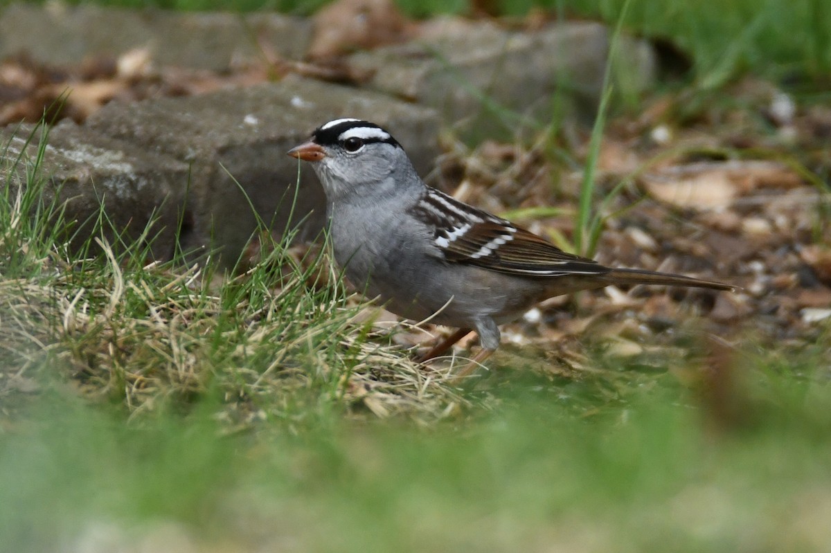 White-crowned Sparrow - Victor Quintanilla
