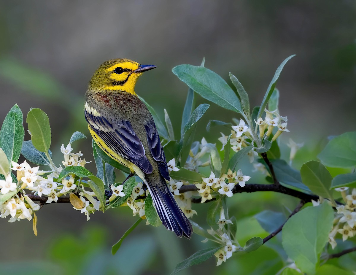 Prairie Warbler - Brian Smith