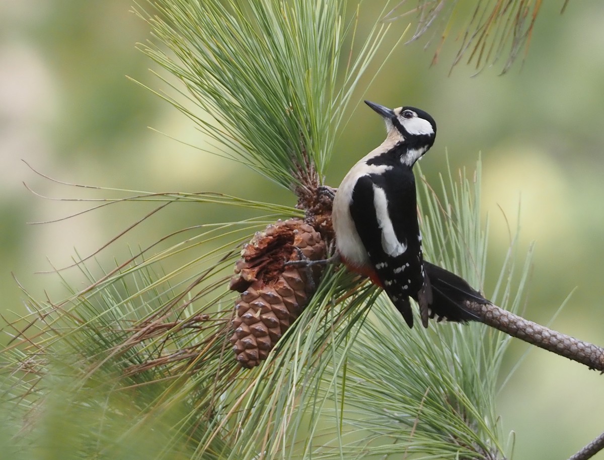 Great Spotted Woodpecker (Canarian) - Stephan Lorenz