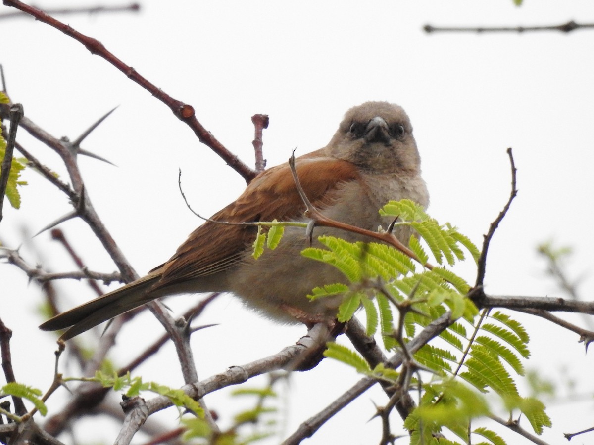 Southern Gray-headed Sparrow - Clare Mateke