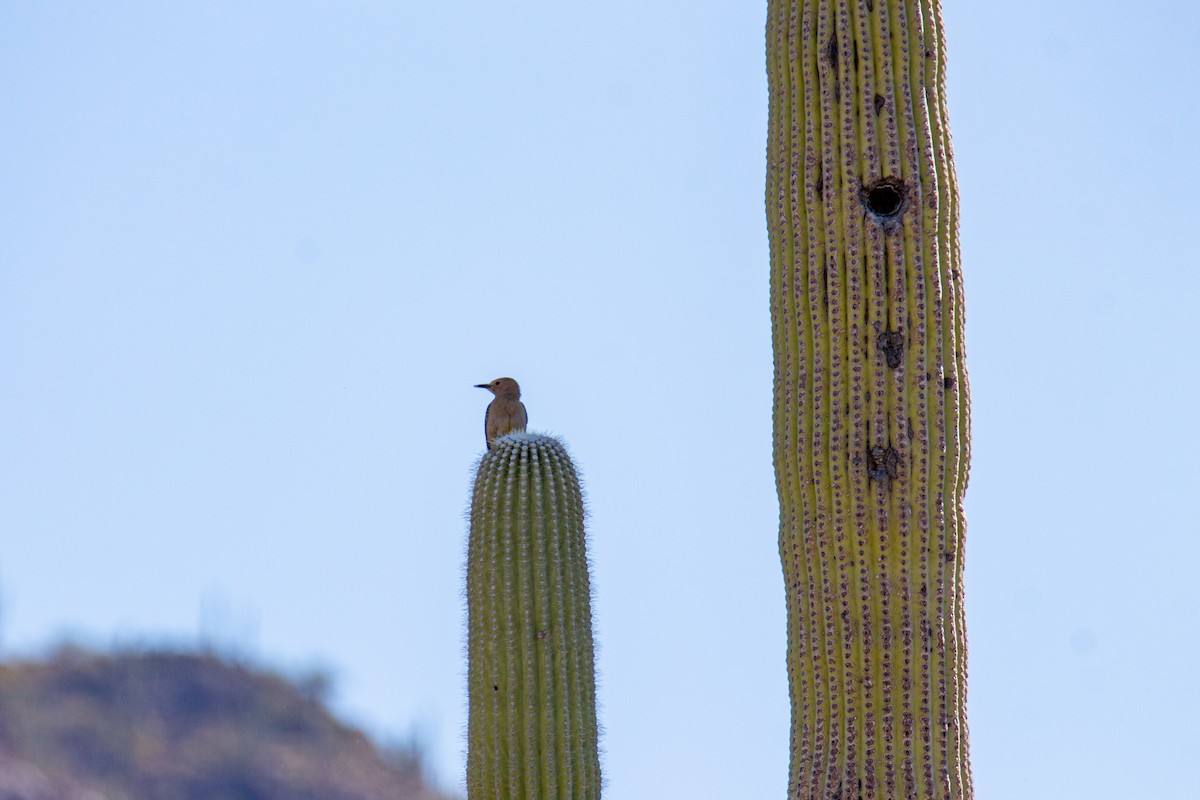 Gila Woodpecker - Christina Kidd