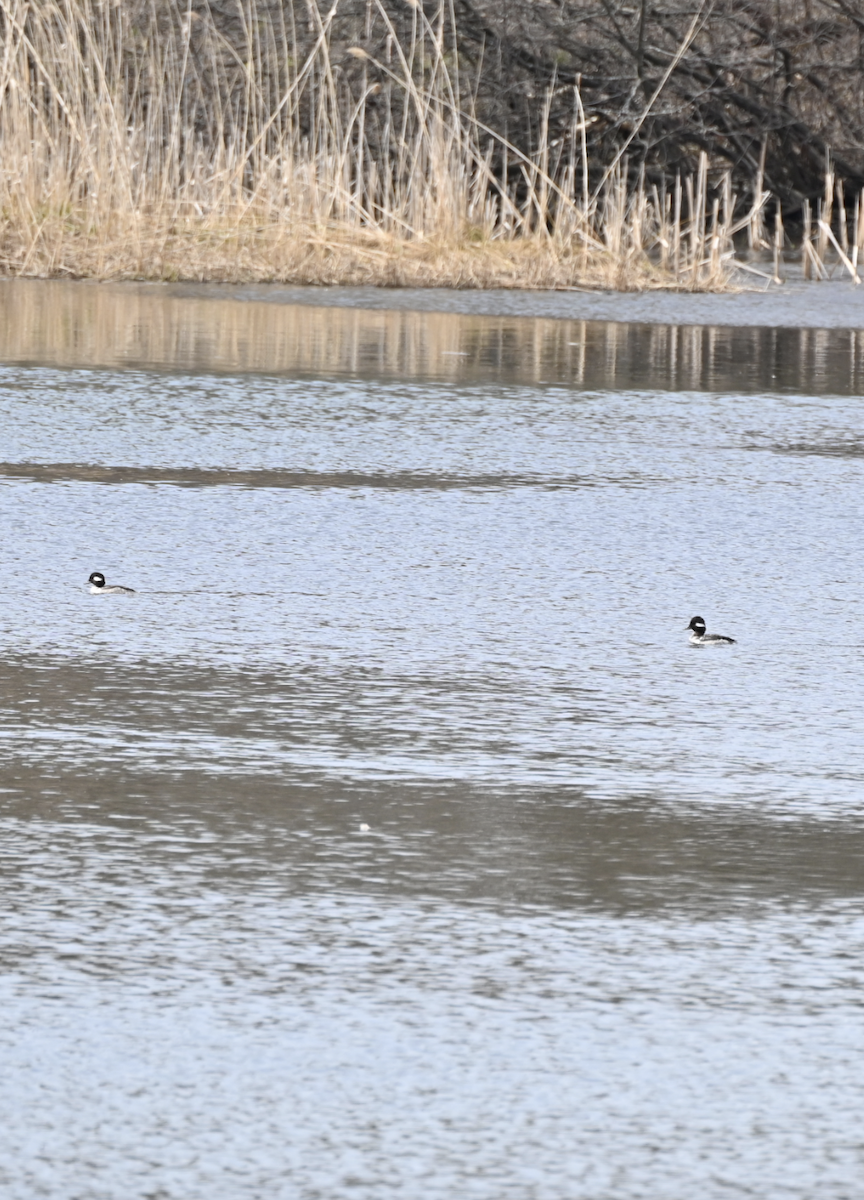 Bufflehead - Sylvie Rioux