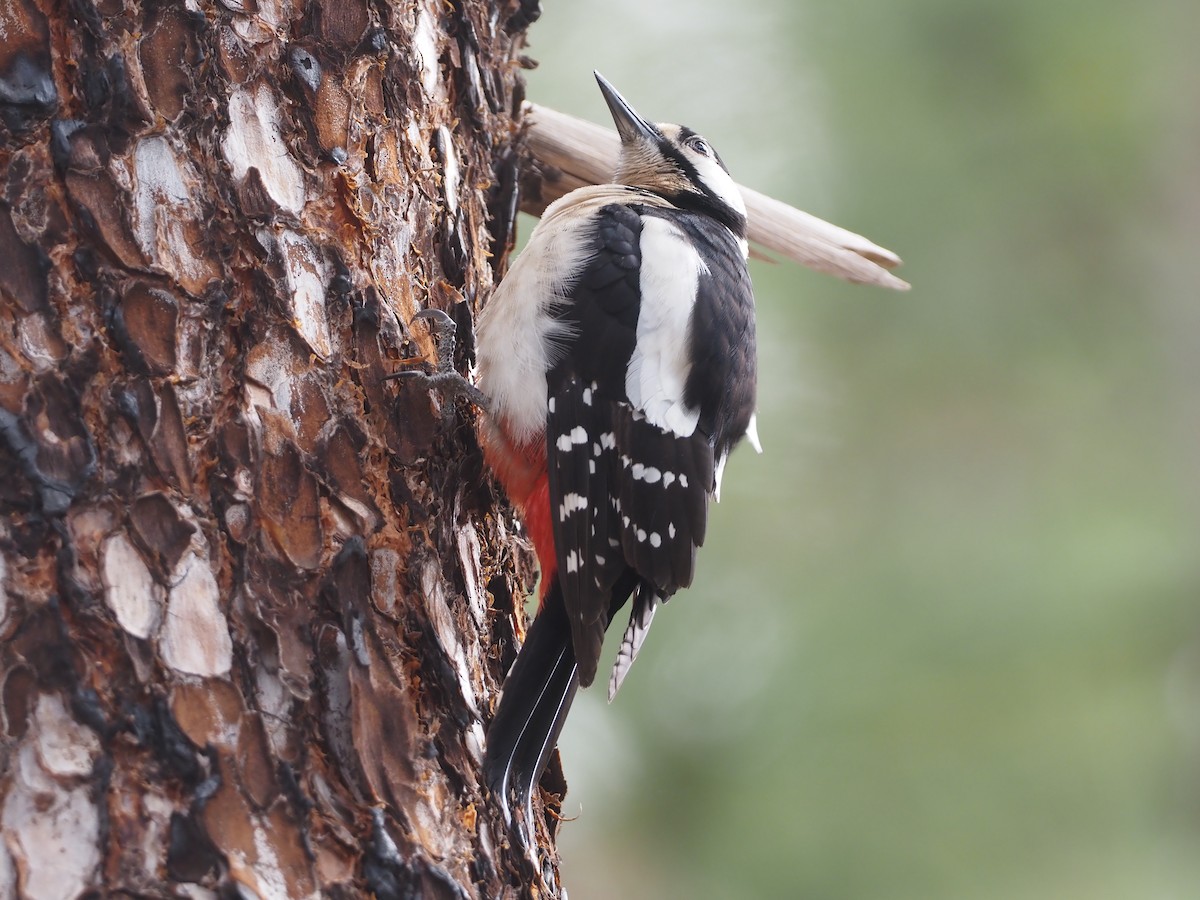 Great Spotted Woodpecker (Canarian) - ML618168273