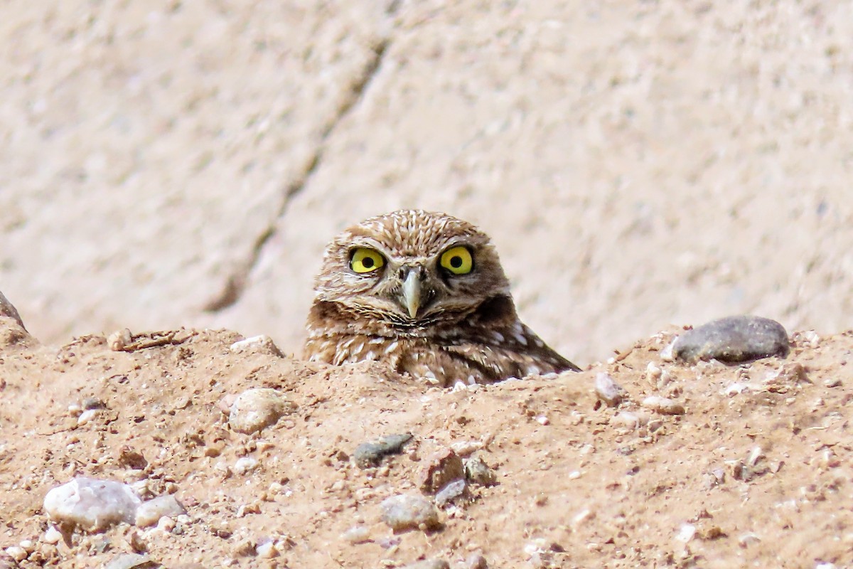 Burrowing Owl - Aaron Flynn