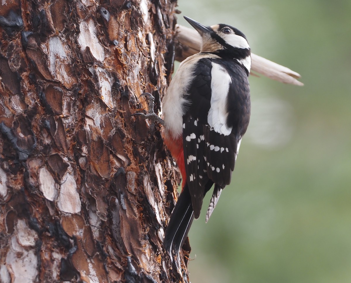 Great Spotted Woodpecker (Canarian) - ML618168291