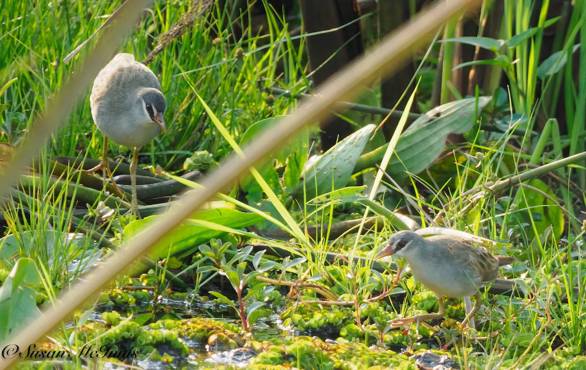 White-browed Crake - Susan Mac