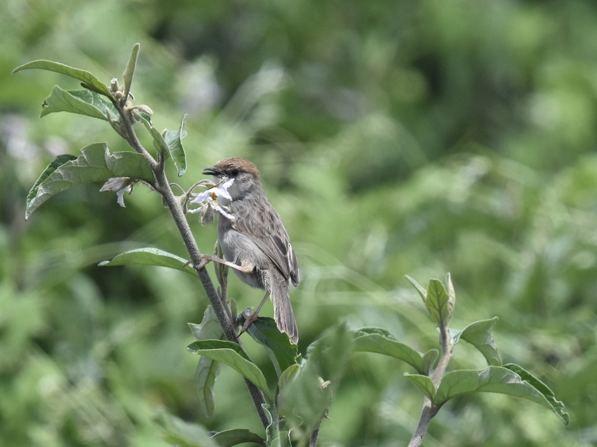 Hunter's Cisticola - ML618168313