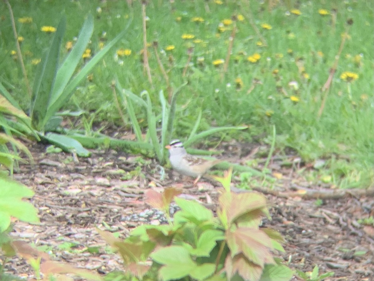 White-crowned Sparrow (Gambel's) - ML618168316