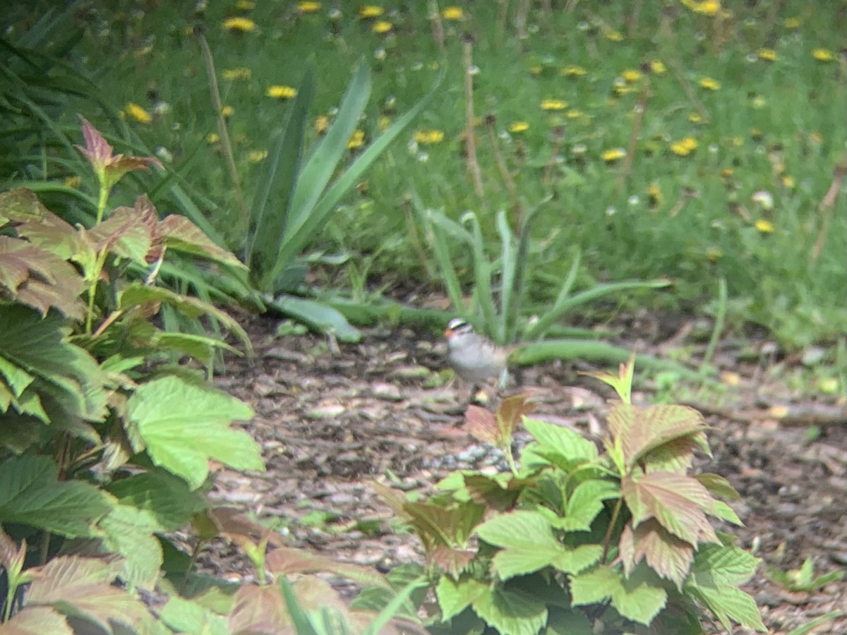 White-crowned Sparrow (Gambel's) - ML618168317