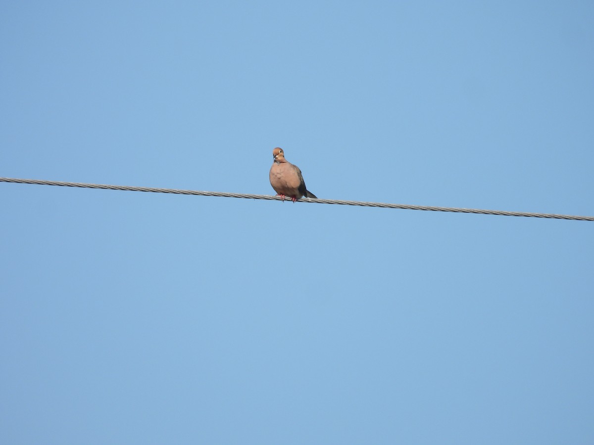 Mourning Dove - John  Paalvast