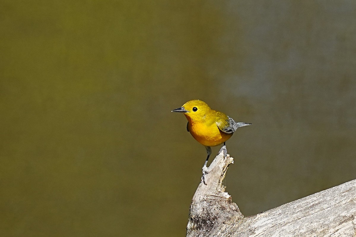 Prothonotary Warbler - leonard blass