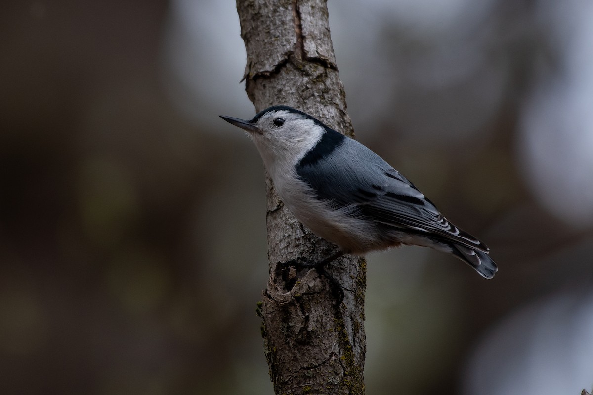 White-breasted Nuthatch - Isaac Boardman