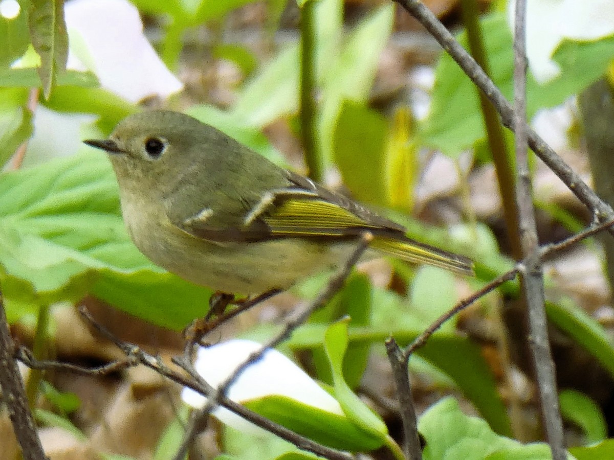 Ruby-crowned Kinglet - Daniel Alain Dagenais