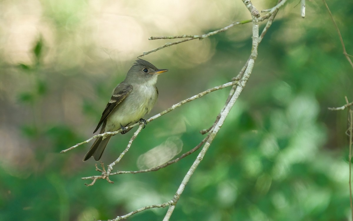 Eastern Wood-Pewee - ML618168394