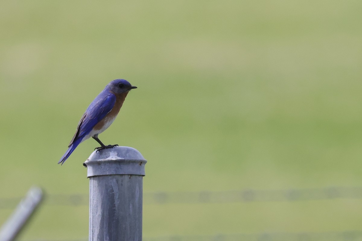 Eastern Bluebird - Tim Lenz